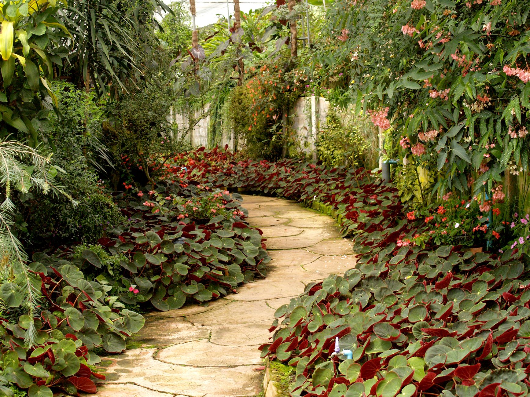 Backyard garden pathway